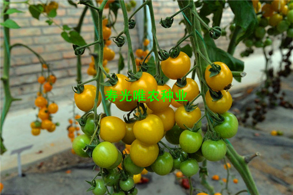 SHU_6730.jpg