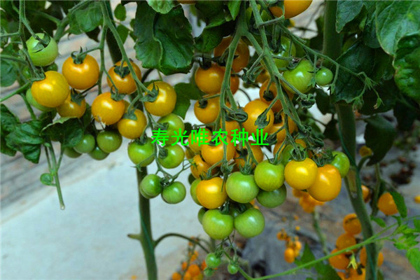 SHU_6731.jpg