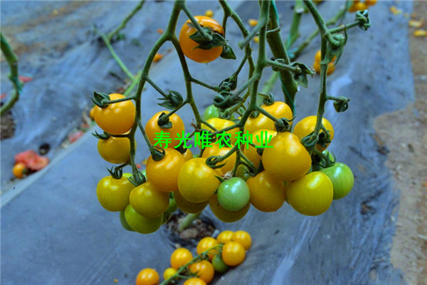 SHU_6729.jpg